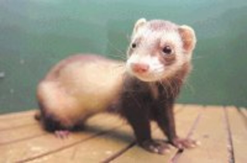 Apostando por los hurones