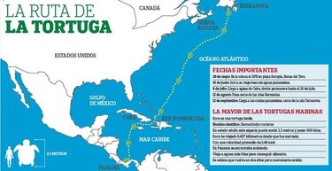 El viaje de la tortuga Soca
