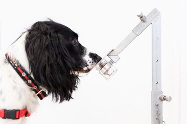 Los increíbles animales que realizan trabajos especializados que ni los seres humanos ni los robots pueden hacer