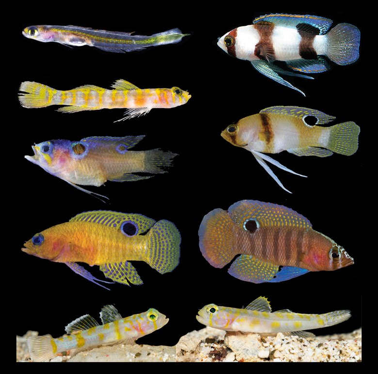 Una década explorando los arrecifes profundos en el Gran Caribe