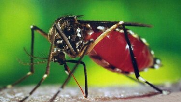 Suman 51 los casos por dengue en San Miguelito en lo que va de 2015