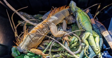 El fenómeno que explica por qué las iguanas caen de los árboles cuando hace frío en el sur de Florida