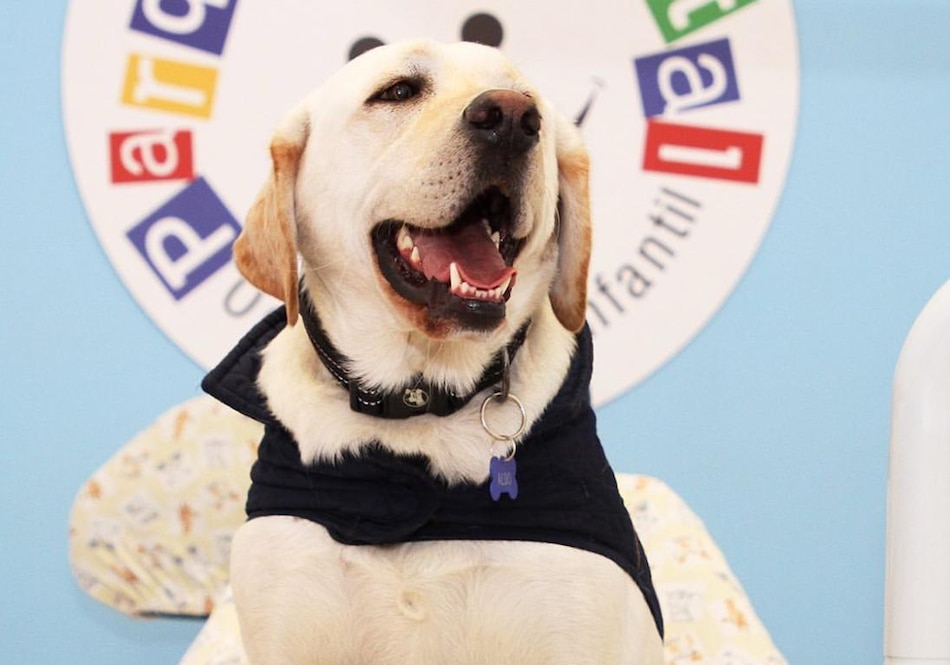 Aldo, el labrador que calma a pequeños pacientes en clínicas odontológicas de Ecuador