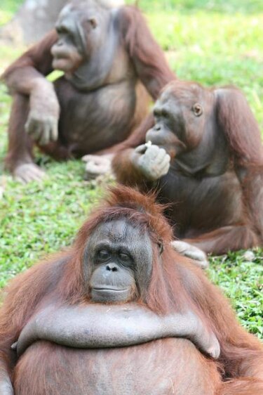 Orangutanes permitirían entender la obesidad en las personas
