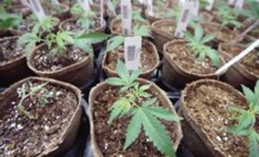 Uso del cannabis medicinal, un tema a debate