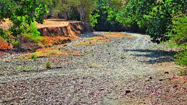 Producción de maíz cae 27%