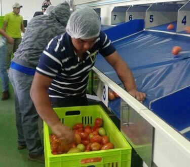 Más de 43 mil libras de tomate han llegado a la Cadena de Frío de Volcán