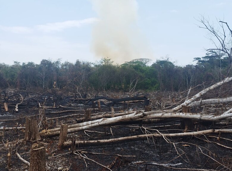 Carreteras ilegales y devastación de humedales afectan 48.9 hectáreas en Punta Patiño