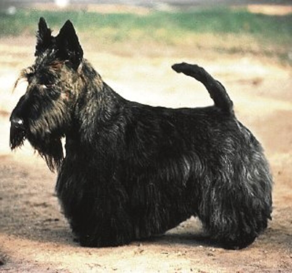 El ‘terrier’ escocés