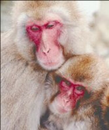 Cuestionan clasificación de la Lista Roja