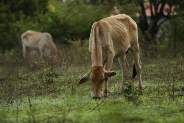 Europa se enfrenta al peor brote de fiebre aftosa desde inicio de siglo, alerta la FAO