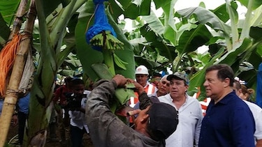 Primera exportación de banano del Barú será a mediados de febrero