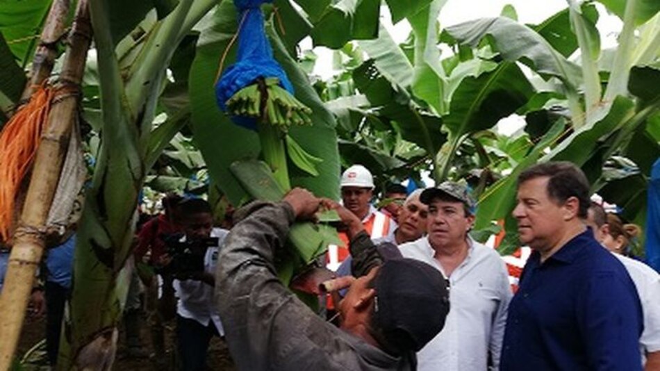 Primera exportación de banano del Barú será a mediados de febrero