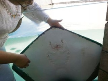 Cerca de la vida marina en Cancún