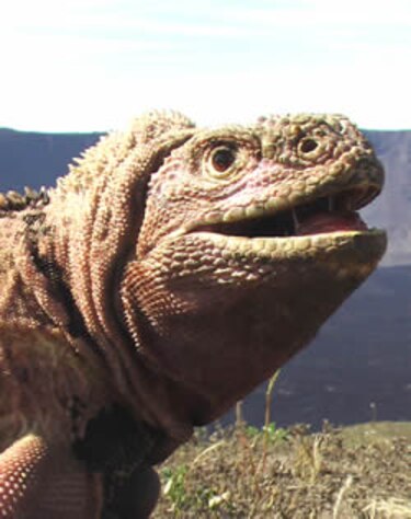Iguana rosa ofrece clave evolutiva