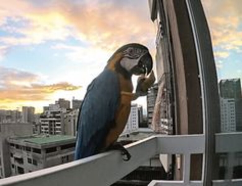 El espectáculo cromático de las guacamayas