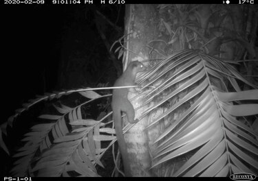El misterio de la dispersión de una extraña planta panameña