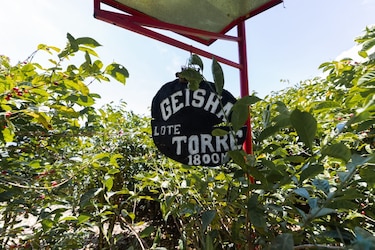 El camino que abrió el café geisha a Panamá