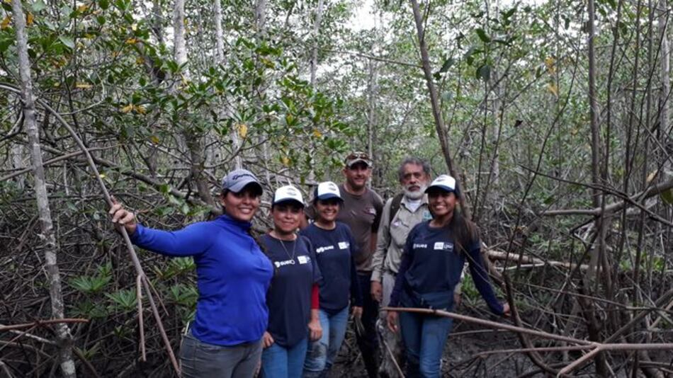 Reforestan área de manglares en la bahía de Chame