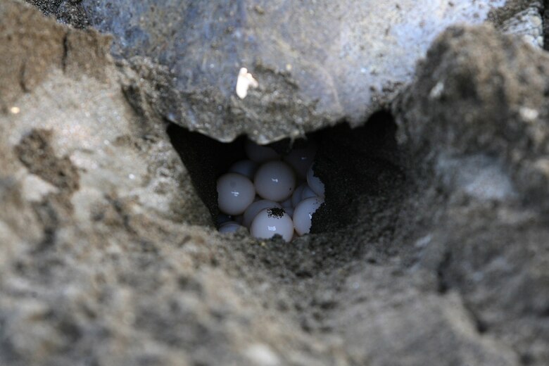 Más de 2 mil 900 tortugas marinas han desovado este mes en playa La Marinera