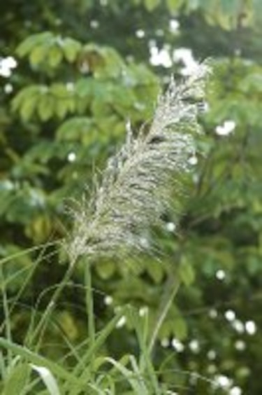 Exóticas e invasoras