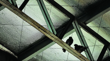 Escuelas serán intervenidas por contaminación de aves