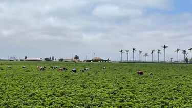 ‘¿Es usted de la Migra?’: el temor de los migrantes que se esconden de las redadas en Oxnard, la ‘capital mundial de la fresa’ en California