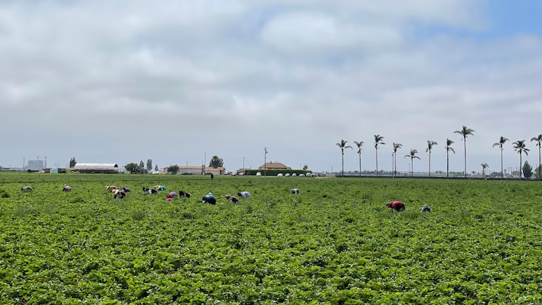 ‘¿Es usted de la Migra?’: el temor de los migrantes que se esconden de las redadas en Oxnard, la ‘capital mundial de la fresa’ en California