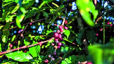 Garantizan suministro de café