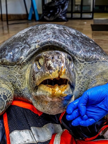 Lucha por vivir: tortuga verde de 30 años es rescatada herida en Taboga