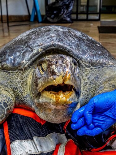 Lucha por vivir: tortuga verde de 30 años es rescatada herida en Taboga