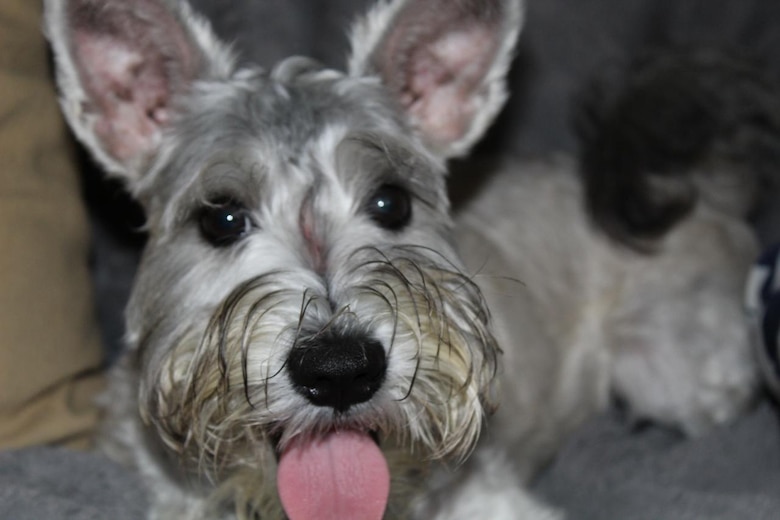 Entre ladridos y silencios: el luto de los perros por la partida de un amigo