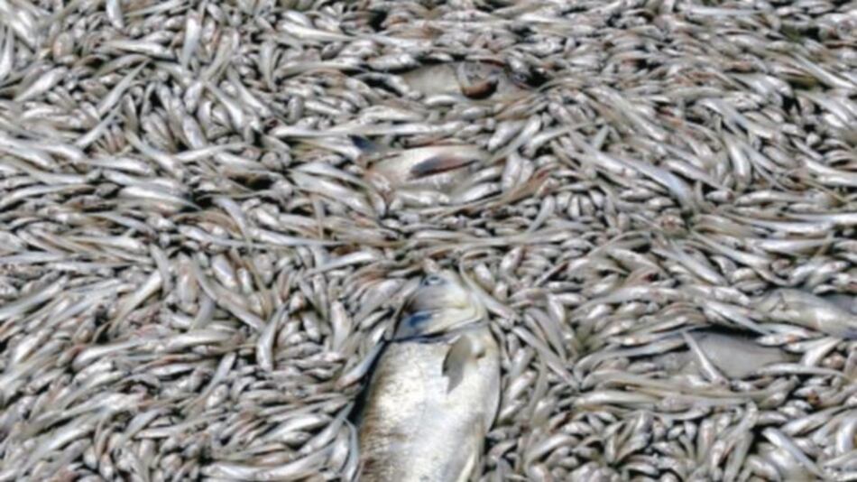 Sobrepesca y microplásticos son un desafío para el mundo