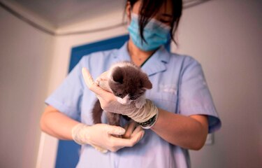 China clona su primer gato