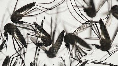 Minsa dice que el brote del zika en Panamá está ‘controlado’