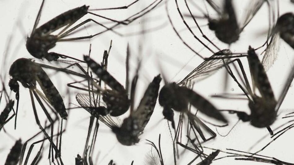 Minsa dice que el brote del zika en Panamá está ‘controlado’