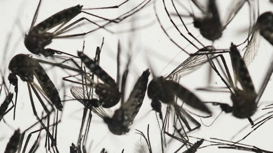 Minsa dice que el brote del zika en Panamá está ‘controlado’