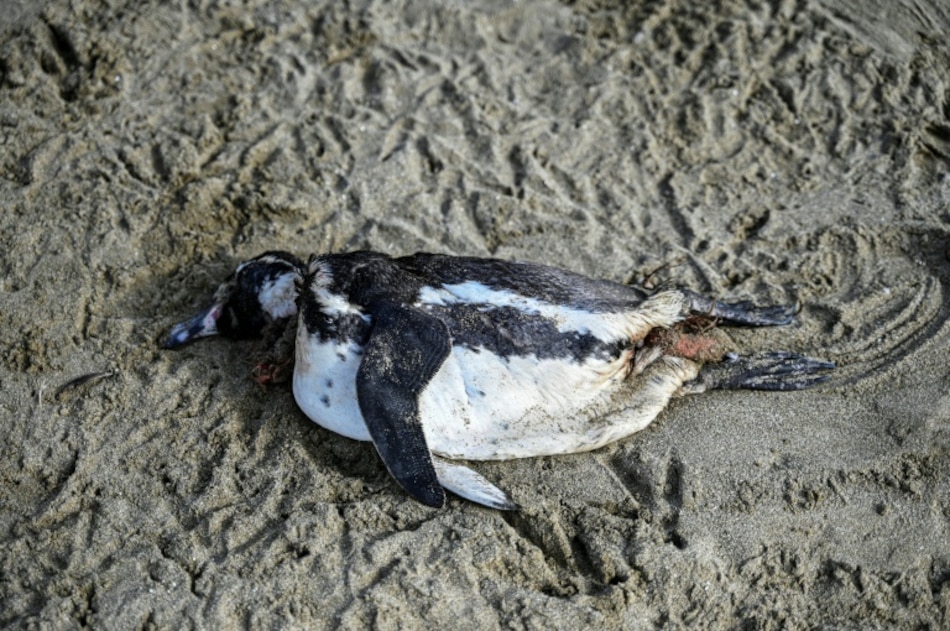 El pingüino de Humboldt, ‘en peligro’ en Chile