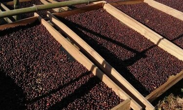 Fuertes lluvias en Colombia agravaría la escasez de café