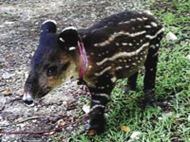 Rescatan a cachorro de tapir