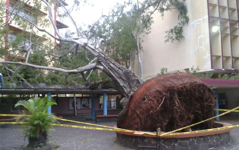 Cae árbol sobre pasillo de la Universidad de Panamá