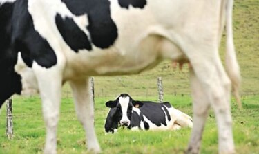 Productores de leche grado C adecuan centros de acopio