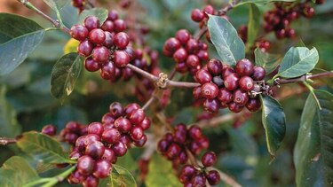Geisha de Elida Estate cosecha otro récord