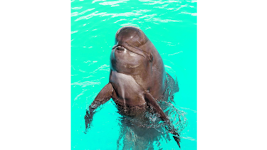 Muere ballena de SeaWorld