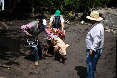 Primer simulacro de evacuación para proteger animales ante eventual erupción del volcán Pacaya