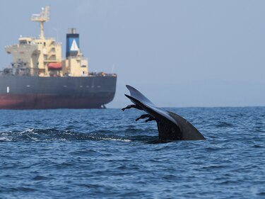 Panamá figura entre las zonas críticas de colisión de ballenas con barcos