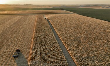 Científicos cultivan por primera vez arroz de cosecha rápida en zonas desérticas de China