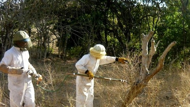 Reportan proliferación de abejas africanizadas en Los Santos