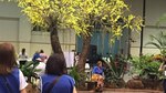 Horticultura y diseño en 'Expoflora' termina hoy en Atlapa