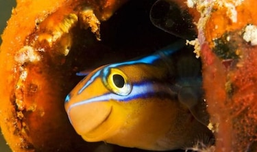 El veneno del pequeño pez del Pacífico podría ser fuente de un nuevo analgésico